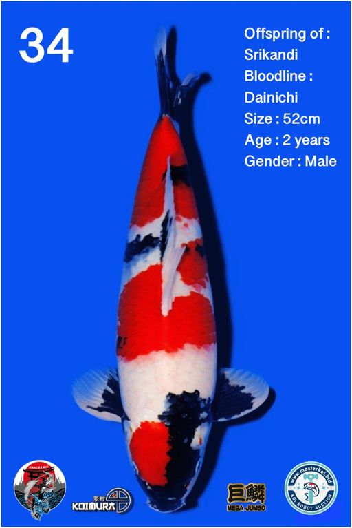 Lelang Koi Online, Jual Beli Ikan Koi, Pusat Jual Beli Koi, Info Lelang Koi Hari Ini, Platform Jual Beli Koi, Jual Beli Ikan Koi Online, Marketplace Ikan Koi, Jual Koi Terbaik, Tempat Beli Koi Berkualitas, Pasar Ikan Koi Online Terpercaya, Penjual Ikan Koi Terpercaya, Beli Koi Hias Online, Ikan Koi untuk Dijual, Koi Kualitas Terbaik, Toko Online Ikan Koi, Koi Hias Untuk Dijual, Jual Beli Ikan Koi Lokal, Koi Indonesia Online, Pusat Jual Beli Koi Terbesar