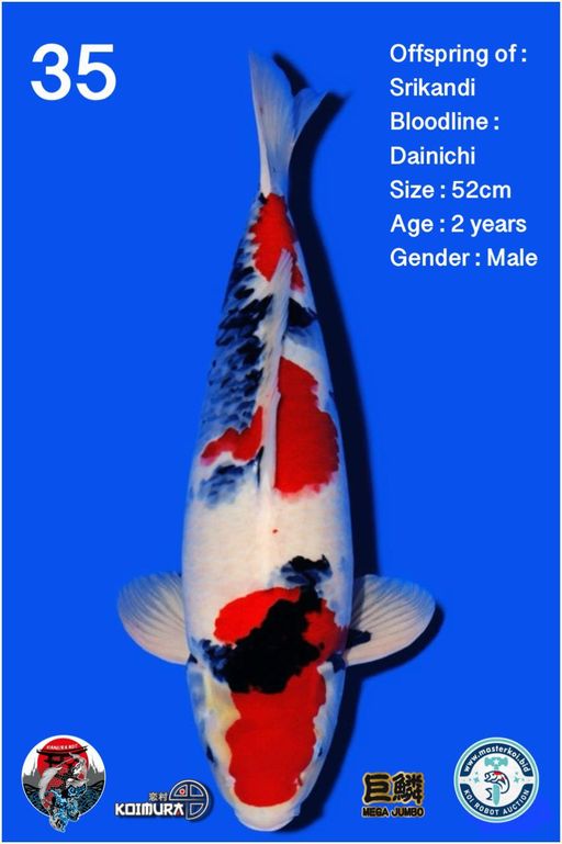 Lelang Koi Online, Jual Beli Ikan Koi, Pusat Jual Beli Koi, Info Lelang Koi Hari Ini, Platform Jual Beli Koi, Jual Beli Ikan Koi Online, Marketplace Ikan Koi, Jual Koi Terbaik, Tempat Beli Koi Berkualitas, Pasar Ikan Koi Online Terpercaya, Penjual Ikan Koi Terpercaya, Beli Koi Hias Online, Ikan Koi untuk Dijual, Koi Kualitas Terbaik, Toko Online Ikan Koi, Koi Hias Untuk Dijual, Jual Beli Ikan Koi Lokal, Koi Indonesia Online, Pusat Jual Beli Koi Terbesar