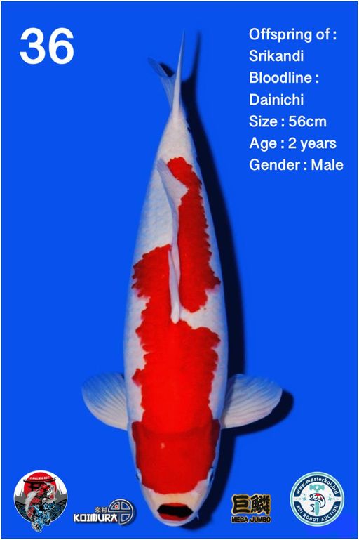 Lelang Koi Online, Jual Beli Ikan Koi, Pusat Jual Beli Koi, Info Lelang Koi Hari Ini, Platform Jual Beli Koi, Jual Beli Ikan Koi Online, Marketplace Ikan Koi, Jual Koi Terbaik, Tempat Beli Koi Berkualitas, Pasar Ikan Koi Online Terpercaya, Penjual Ikan Koi Terpercaya, Beli Koi Hias Online, Ikan Koi untuk Dijual, Koi Kualitas Terbaik, Toko Online Ikan Koi, Koi Hias Untuk Dijual, Jual Beli Ikan Koi Lokal, Koi Indonesia Online, Pusat Jual Beli Koi Terbesar