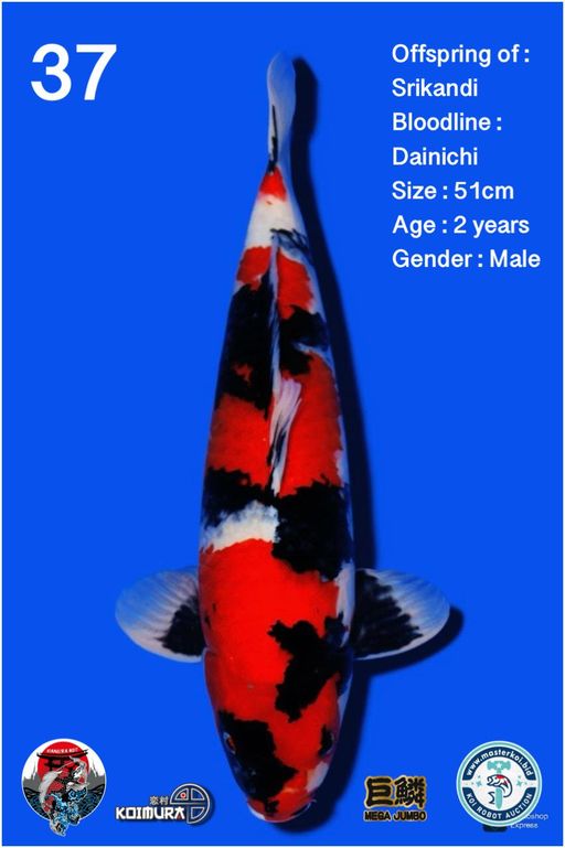 Lelang Koi Online, Jual Beli Ikan Koi, Pusat Jual Beli Koi, Info Lelang Koi Hari Ini, Platform Jual Beli Koi, Jual Beli Ikan Koi Online, Marketplace Ikan Koi, Jual Koi Terbaik, Tempat Beli Koi Berkualitas, Pasar Ikan Koi Online Terpercaya, Penjual Ikan Koi Terpercaya, Beli Koi Hias Online, Ikan Koi untuk Dijual, Koi Kualitas Terbaik, Toko Online Ikan Koi, Koi Hias Untuk Dijual, Jual Beli Ikan Koi Lokal, Koi Indonesia Online, Pusat Jual Beli Koi Terbesar