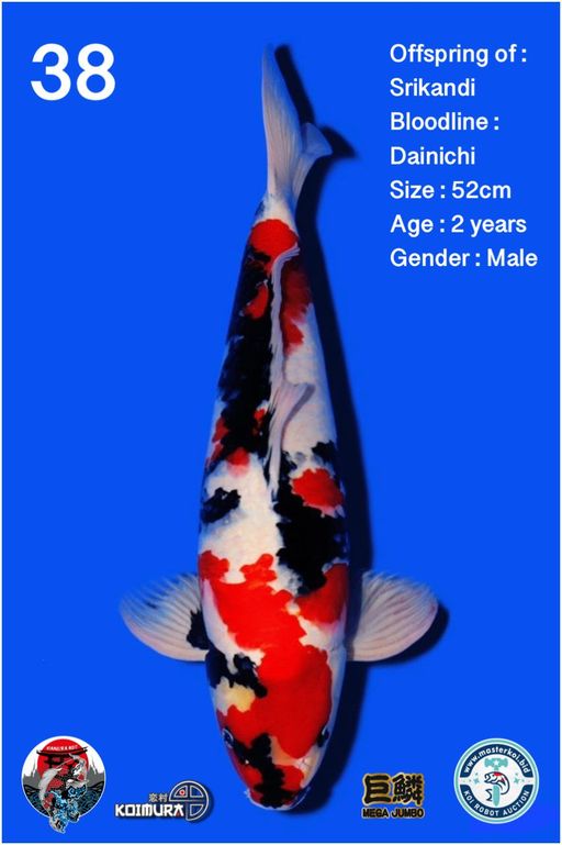 Lelang Koi Online, Jual Beli Ikan Koi, Pusat Jual Beli Koi, Info Lelang Koi Hari Ini, Platform Jual Beli Koi, Jual Beli Ikan Koi Online, Marketplace Ikan Koi, Jual Koi Terbaik, Tempat Beli Koi Berkualitas, Pasar Ikan Koi Online Terpercaya, Penjual Ikan Koi Terpercaya, Beli Koi Hias Online, Ikan Koi untuk Dijual, Koi Kualitas Terbaik, Toko Online Ikan Koi, Koi Hias Untuk Dijual, Jual Beli Ikan Koi Lokal, Koi Indonesia Online, Pusat Jual Beli Koi Terbesar