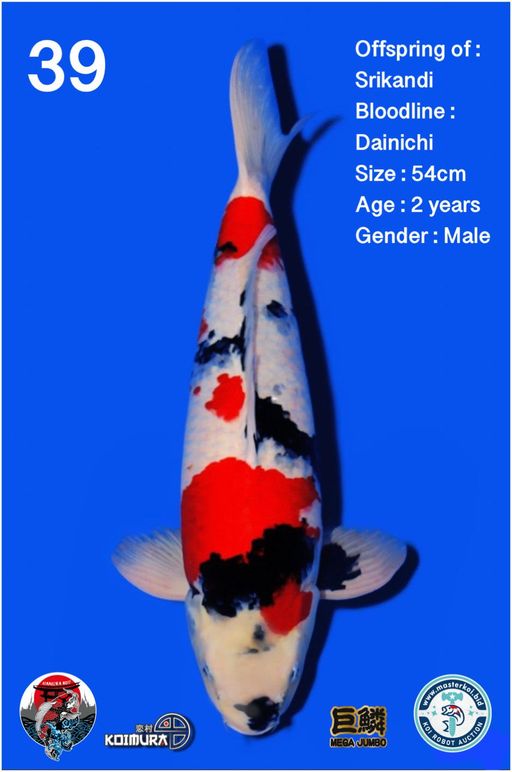 Lelang Koi Online, Jual Beli Ikan Koi, Pusat Jual Beli Koi, Info Lelang Koi Hari Ini, Platform Jual Beli Koi, Jual Beli Ikan Koi Online, Marketplace Ikan Koi, Jual Koi Terbaik, Tempat Beli Koi Berkualitas, Pasar Ikan Koi Online Terpercaya, Penjual Ikan Koi Terpercaya, Beli Koi Hias Online, Ikan Koi untuk Dijual, Koi Kualitas Terbaik, Toko Online Ikan Koi, Koi Hias Untuk Dijual, Jual Beli Ikan Koi Lokal, Koi Indonesia Online, Pusat Jual Beli Koi Terbesar