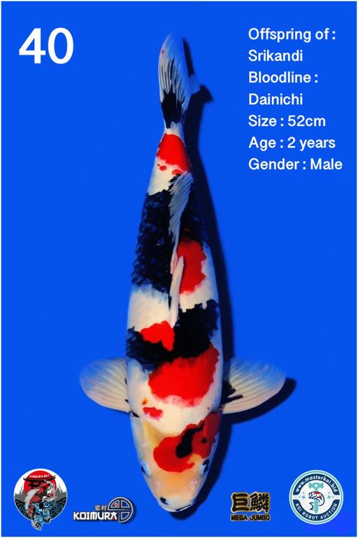 Lelang Koi Online, Jual Beli Ikan Koi, Pusat Jual Beli Koi, Info Lelang Koi Hari Ini, Platform Jual Beli Koi, Jual Beli Ikan Koi Online, Marketplace Ikan Koi, Jual Koi Terbaik, Tempat Beli Koi Berkualitas, Pasar Ikan Koi Online Terpercaya, Penjual Ikan Koi Terpercaya, Beli Koi Hias Online, Ikan Koi untuk Dijual, Koi Kualitas Terbaik, Toko Online Ikan Koi, Koi Hias Untuk Dijual, Jual Beli Ikan Koi Lokal, Koi Indonesia Online, Pusat Jual Beli Koi Terbesar