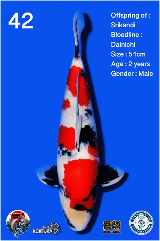 Lelang Koi Online, Jual Beli Ikan Koi, Pusat Jual Beli Koi, Info Lelang Koi Hari Ini, Platform Jual Beli Koi, Jual Beli Ikan Koi Online, Marketplace Ikan Koi, Jual Koi Terbaik, Tempat Beli Koi Berkualitas, Pasar Ikan Koi Online Terpercaya, Penjual Ikan Koi Terpercaya, Beli Koi Hias Online, Ikan Koi untuk Dijual, Koi Kualitas Terbaik, Toko Online Ikan Koi, Koi Hias Untuk Dijual, Jual Beli Ikan Koi Lokal, Koi Indonesia Online, Pusat Jual Beli Koi Terbesar