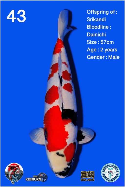 Lelang Koi Online, Jual Beli Ikan Koi, Pusat Jual Beli Koi, Info Lelang Koi Hari Ini, Platform Jual Beli Koi, Jual Beli Ikan Koi Online, Marketplace Ikan Koi, Jual Koi Terbaik, Tempat Beli Koi Berkualitas, Pasar Ikan Koi Online Terpercaya, Penjual Ikan Koi Terpercaya, Beli Koi Hias Online, Ikan Koi untuk Dijual, Koi Kualitas Terbaik, Toko Online Ikan Koi, Koi Hias Untuk Dijual, Jual Beli Ikan Koi Lokal, Koi Indonesia Online, Pusat Jual Beli Koi Terbesar