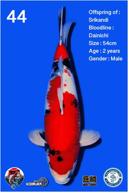 Lelang Koi Online, Jual Beli Ikan Koi, Pusat Jual Beli Koi, Info Lelang Koi Hari Ini, Platform Jual Beli Koi, Jual Beli Ikan Koi Online, Marketplace Ikan Koi, Jual Koi Terbaik, Tempat Beli Koi Berkualitas, Pasar Ikan Koi Online Terpercaya, Penjual Ikan Koi Terpercaya, Beli Koi Hias Online, Ikan Koi untuk Dijual, Koi Kualitas Terbaik, Toko Online Ikan Koi, Koi Hias Untuk Dijual, Jual Beli Ikan Koi Lokal, Koi Indonesia Online, Pusat Jual Beli Koi Terbesar