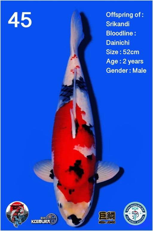 Lelang Koi Online, Jual Beli Ikan Koi, Pusat Jual Beli Koi, Info Lelang Koi Hari Ini, Platform Jual Beli Koi, Jual Beli Ikan Koi Online, Marketplace Ikan Koi, Jual Koi Terbaik, Tempat Beli Koi Berkualitas, Pasar Ikan Koi Online Terpercaya, Penjual Ikan Koi Terpercaya, Beli Koi Hias Online, Ikan Koi untuk Dijual, Koi Kualitas Terbaik, Toko Online Ikan Koi, Koi Hias Untuk Dijual, Jual Beli Ikan Koi Lokal, Koi Indonesia Online, Pusat Jual Beli Koi Terbesar