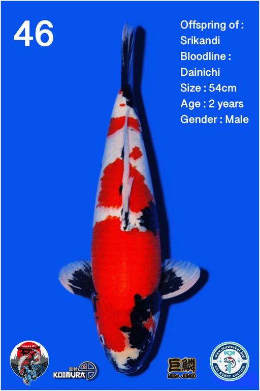 Lelang Koi Online, Jual Beli Ikan Koi, Pusat Jual Beli Koi, Info Lelang Koi Hari Ini, Platform Jual Beli Koi, Jual Beli Ikan Koi Online, Marketplace Ikan Koi, Jual Koi Terbaik, Tempat Beli Koi Berkualitas, Pasar Ikan Koi Online Terpercaya, Penjual Ikan Koi Terpercaya, Beli Koi Hias Online, Ikan Koi untuk Dijual, Koi Kualitas Terbaik, Toko Online Ikan Koi, Koi Hias Untuk Dijual, Jual Beli Ikan Koi Lokal, Koi Indonesia Online, Pusat Jual Beli Koi Terbesar