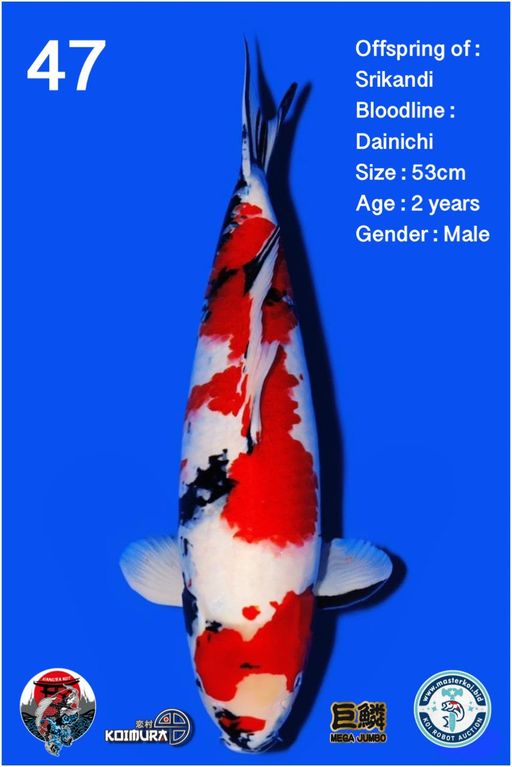 Lelang Koi Online, Jual Beli Ikan Koi, Pusat Jual Beli Koi, Info Lelang Koi Hari Ini, Platform Jual Beli Koi, Jual Beli Ikan Koi Online, Marketplace Ikan Koi, Jual Koi Terbaik, Tempat Beli Koi Berkualitas, Pasar Ikan Koi Online Terpercaya, Penjual Ikan Koi Terpercaya, Beli Koi Hias Online, Ikan Koi untuk Dijual, Koi Kualitas Terbaik, Toko Online Ikan Koi, Koi Hias Untuk Dijual, Jual Beli Ikan Koi Lokal, Koi Indonesia Online, Pusat Jual Beli Koi Terbesar