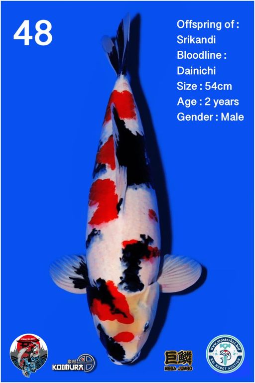 Lelang Koi Online, Jual Beli Ikan Koi, Pusat Jual Beli Koi, Info Lelang Koi Hari Ini, Platform Jual Beli Koi, Jual Beli Ikan Koi Online, Marketplace Ikan Koi, Jual Koi Terbaik, Tempat Beli Koi Berkualitas, Pasar Ikan Koi Online Terpercaya, Penjual Ikan Koi Terpercaya, Beli Koi Hias Online, Ikan Koi untuk Dijual, Koi Kualitas Terbaik, Toko Online Ikan Koi, Koi Hias Untuk Dijual, Jual Beli Ikan Koi Lokal, Koi Indonesia Online, Pusat Jual Beli Koi Terbesar