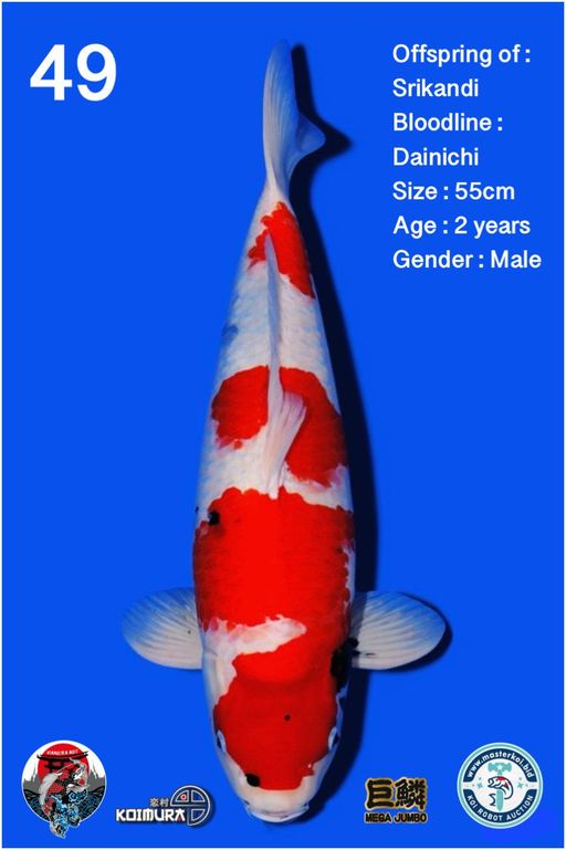 Lelang Koi Online, Jual Beli Ikan Koi, Pusat Jual Beli Koi, Info Lelang Koi Hari Ini, Platform Jual Beli Koi, Jual Beli Ikan Koi Online, Marketplace Ikan Koi, Jual Koi Terbaik, Tempat Beli Koi Berkualitas, Pasar Ikan Koi Online Terpercaya, Penjual Ikan Koi Terpercaya, Beli Koi Hias Online, Ikan Koi untuk Dijual, Koi Kualitas Terbaik, Toko Online Ikan Koi, Koi Hias Untuk Dijual, Jual Beli Ikan Koi Lokal, Koi Indonesia Online, Pusat Jual Beli Koi Terbesar