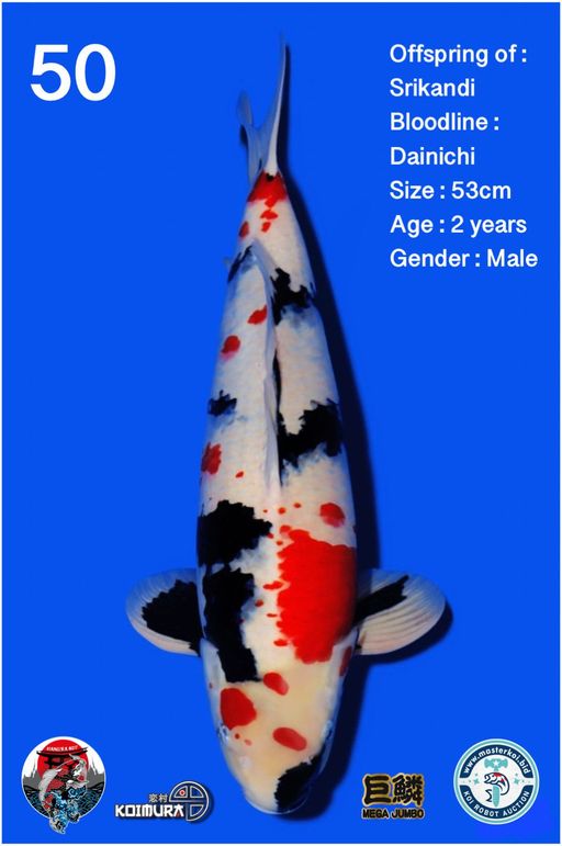 Lelang Koi Online, Jual Beli Ikan Koi, Pusat Jual Beli Koi, Info Lelang Koi Hari Ini, Platform Jual Beli Koi, Jual Beli Ikan Koi Online, Marketplace Ikan Koi, Jual Koi Terbaik, Tempat Beli Koi Berkualitas, Pasar Ikan Koi Online Terpercaya, Penjual Ikan Koi Terpercaya, Beli Koi Hias Online, Ikan Koi untuk Dijual, Koi Kualitas Terbaik, Toko Online Ikan Koi, Koi Hias Untuk Dijual, Jual Beli Ikan Koi Lokal, Koi Indonesia Online, Pusat Jual Beli Koi Terbesar