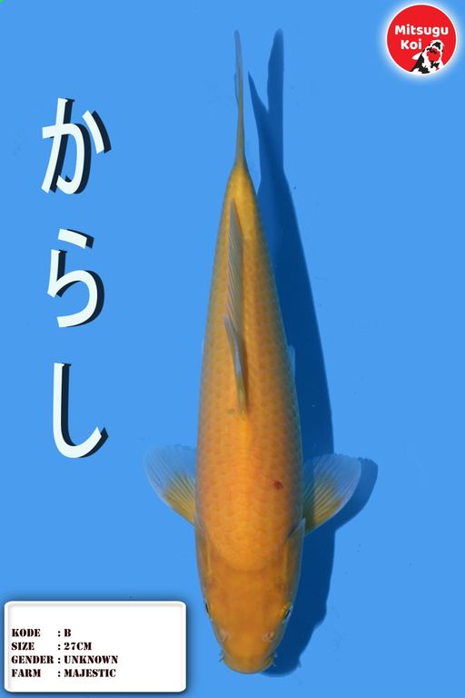 Lelang Koi Online, Jual Beli Ikan Koi, Pusat Jual Beli Koi, Info Lelang Koi Hari Ini, Platform Jual Beli Koi, Jual Beli Ikan Koi Online, Marketplace Ikan Koi, Jual Koi Terbaik, Tempat Beli Koi Berkualitas, Pasar Ikan Koi Online Terpercaya, Penjual Ikan Koi Terpercaya, Beli Koi Hias Online, Ikan Koi untuk Dijual, Koi Kualitas Terbaik, Toko Online Ikan Koi, Koi Hias Untuk Dijual, Jual Beli Ikan Koi Lokal, Koi Indonesia Online, Pusat Jual Beli Koi Terbesar