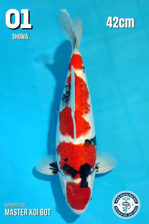 Lelang Koi Online, Jual Beli Ikan Koi, Pusat Jual Beli Koi, Info Lelang Koi Hari Ini, Platform Jual Beli Koi, Jual Beli Ikan Koi Online, Marketplace Ikan Koi, Jual Koi Terbaik, Tempat Beli Koi Berkualitas, Pasar Ikan Koi Online Terpercaya, Penjual Ikan Koi Terpercaya, Beli Koi Hias Online, Ikan Koi untuk Dijual, Koi Kualitas Terbaik, Toko Online Ikan Koi, Koi Hias Untuk Dijual, Jual Beli Ikan Koi Lokal, Koi Indonesia Online, Pusat Jual Beli Koi Terbesar