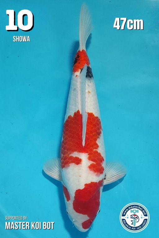 Lelang Koi Online, Jual Beli Ikan Koi, Pusat Jual Beli Koi, Info Lelang Koi Hari Ini, Platform Jual Beli Koi, Jual Beli Ikan Koi Online, Marketplace Ikan Koi, Jual Koi Terbaik, Tempat Beli Koi Berkualitas, Pasar Ikan Koi Online Terpercaya, Penjual Ikan Koi Terpercaya, Beli Koi Hias Online, Ikan Koi untuk Dijual, Koi Kualitas Terbaik, Toko Online Ikan Koi, Koi Hias Untuk Dijual, Jual Beli Ikan Koi Lokal, Koi Indonesia Online, Pusat Jual Beli Koi Terbesar