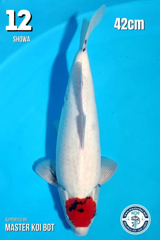 Lelang Koi Online, Jual Beli Ikan Koi, Pusat Jual Beli Koi, Info Lelang Koi Hari Ini, Platform Jual Beli Koi, Jual Beli Ikan Koi Online, Marketplace Ikan Koi, Jual Koi Terbaik, Tempat Beli Koi Berkualitas, Pasar Ikan Koi Online Terpercaya, Penjual Ikan Koi Terpercaya, Beli Koi Hias Online, Ikan Koi untuk Dijual, Koi Kualitas Terbaik, Toko Online Ikan Koi, Koi Hias Untuk Dijual, Jual Beli Ikan Koi Lokal, Koi Indonesia Online, Pusat Jual Beli Koi Terbesar