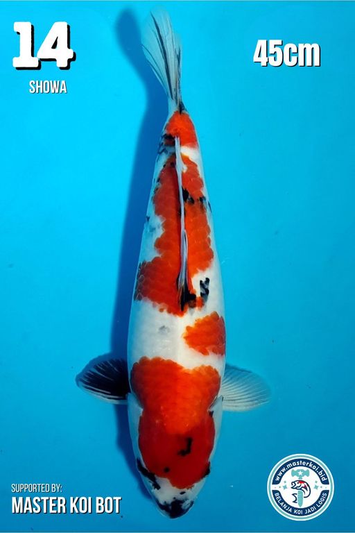 Lelang Koi Online, Jual Beli Ikan Koi, Pusat Jual Beli Koi, Info Lelang Koi Hari Ini, Platform Jual Beli Koi, Jual Beli Ikan Koi Online, Marketplace Ikan Koi, Jual Koi Terbaik, Tempat Beli Koi Berkualitas, Pasar Ikan Koi Online Terpercaya, Penjual Ikan Koi Terpercaya, Beli Koi Hias Online, Ikan Koi untuk Dijual, Koi Kualitas Terbaik, Toko Online Ikan Koi, Koi Hias Untuk Dijual, Jual Beli Ikan Koi Lokal, Koi Indonesia Online, Pusat Jual Beli Koi Terbesar