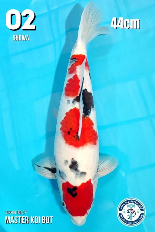 Lelang Koi Online, Jual Beli Ikan Koi, Pusat Jual Beli Koi, Info Lelang Koi Hari Ini, Platform Jual Beli Koi, Jual Beli Ikan Koi Online, Marketplace Ikan Koi, Jual Koi Terbaik, Tempat Beli Koi Berkualitas, Pasar Ikan Koi Online Terpercaya, Penjual Ikan Koi Terpercaya, Beli Koi Hias Online, Ikan Koi untuk Dijual, Koi Kualitas Terbaik, Toko Online Ikan Koi, Koi Hias Untuk Dijual, Jual Beli Ikan Koi Lokal, Koi Indonesia Online, Pusat Jual Beli Koi Terbesar