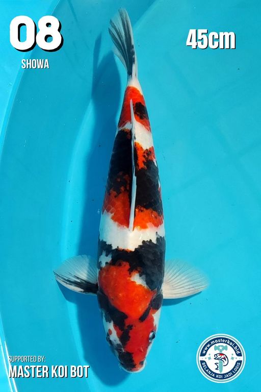 Lelang Koi Online, Jual Beli Ikan Koi, Pusat Jual Beli Koi, Info Lelang Koi Hari Ini, Platform Jual Beli Koi, Jual Beli Ikan Koi Online, Marketplace Ikan Koi, Jual Koi Terbaik, Tempat Beli Koi Berkualitas, Pasar Ikan Koi Online Terpercaya, Penjual Ikan Koi Terpercaya, Beli Koi Hias Online, Ikan Koi untuk Dijual, Koi Kualitas Terbaik, Toko Online Ikan Koi, Koi Hias Untuk Dijual, Jual Beli Ikan Koi Lokal, Koi Indonesia Online, Pusat Jual Beli Koi Terbesar