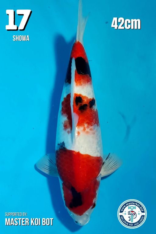 Lelang Koi Online, Jual Beli Ikan Koi, Pusat Jual Beli Koi, Info Lelang Koi Hari Ini, Platform Jual Beli Koi, Jual Beli Ikan Koi Online, Marketplace Ikan Koi, Jual Koi Terbaik, Tempat Beli Koi Berkualitas, Pasar Ikan Koi Online Terpercaya, Penjual Ikan Koi Terpercaya, Beli Koi Hias Online, Ikan Koi untuk Dijual, Koi Kualitas Terbaik, Toko Online Ikan Koi, Koi Hias Untuk Dijual, Jual Beli Ikan Koi Lokal, Koi Indonesia Online, Pusat Jual Beli Koi Terbesar