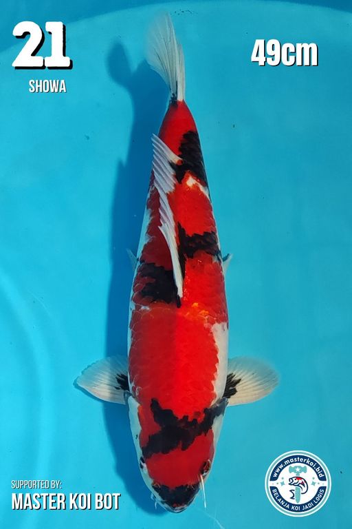Lelang Koi Online, Jual Beli Ikan Koi, Pusat Jual Beli Koi, Info Lelang Koi Hari Ini, Platform Jual Beli Koi, Jual Beli Ikan Koi Online, Marketplace Ikan Koi, Jual Koi Terbaik, Tempat Beli Koi Berkualitas, Pasar Ikan Koi Online Terpercaya, Penjual Ikan Koi Terpercaya, Beli Koi Hias Online, Ikan Koi untuk Dijual, Koi Kualitas Terbaik, Toko Online Ikan Koi, Koi Hias Untuk Dijual, Jual Beli Ikan Koi Lokal, Koi Indonesia Online, Pusat Jual Beli Koi Terbesar