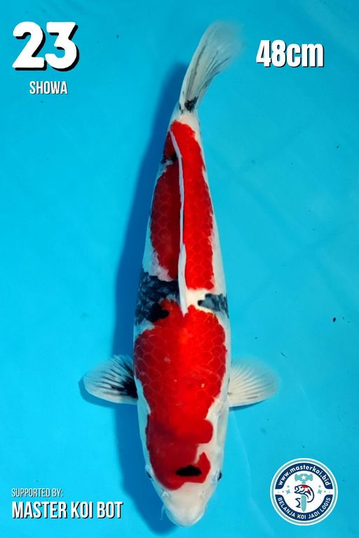Lelang Koi Online, Jual Beli Ikan Koi, Pusat Jual Beli Koi, Info Lelang Koi Hari Ini, Platform Jual Beli Koi, Jual Beli Ikan Koi Online, Marketplace Ikan Koi, Jual Koi Terbaik, Tempat Beli Koi Berkualitas, Pasar Ikan Koi Online Terpercaya, Penjual Ikan Koi Terpercaya, Beli Koi Hias Online, Ikan Koi untuk Dijual, Koi Kualitas Terbaik, Toko Online Ikan Koi, Koi Hias Untuk Dijual, Jual Beli Ikan Koi Lokal, Koi Indonesia Online, Pusat Jual Beli Koi Terbesar