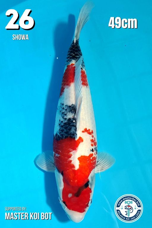 Lelang Koi Online, Jual Beli Ikan Koi, Pusat Jual Beli Koi, Info Lelang Koi Hari Ini, Platform Jual Beli Koi, Jual Beli Ikan Koi Online, Marketplace Ikan Koi, Jual Koi Terbaik, Tempat Beli Koi Berkualitas, Pasar Ikan Koi Online Terpercaya, Penjual Ikan Koi Terpercaya, Beli Koi Hias Online, Ikan Koi untuk Dijual, Koi Kualitas Terbaik, Toko Online Ikan Koi, Koi Hias Untuk Dijual, Jual Beli Ikan Koi Lokal, Koi Indonesia Online, Pusat Jual Beli Koi Terbesar