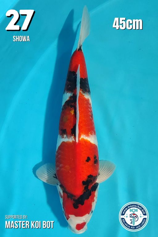 Lelang Koi Online, Jual Beli Ikan Koi, Pusat Jual Beli Koi, Info Lelang Koi Hari Ini, Platform Jual Beli Koi, Jual Beli Ikan Koi Online, Marketplace Ikan Koi, Jual Koi Terbaik, Tempat Beli Koi Berkualitas, Pasar Ikan Koi Online Terpercaya, Penjual Ikan Koi Terpercaya, Beli Koi Hias Online, Ikan Koi untuk Dijual, Koi Kualitas Terbaik, Toko Online Ikan Koi, Koi Hias Untuk Dijual, Jual Beli Ikan Koi Lokal, Koi Indonesia Online, Pusat Jual Beli Koi Terbesar