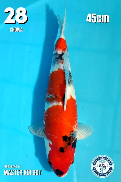 Lelang Koi Online, Jual Beli Ikan Koi, Pusat Jual Beli Koi, Info Lelang Koi Hari Ini, Platform Jual Beli Koi, Jual Beli Ikan Koi Online, Marketplace Ikan Koi, Jual Koi Terbaik, Tempat Beli Koi Berkualitas, Pasar Ikan Koi Online Terpercaya, Penjual Ikan Koi Terpercaya, Beli Koi Hias Online, Ikan Koi untuk Dijual, Koi Kualitas Terbaik, Toko Online Ikan Koi, Koi Hias Untuk Dijual, Jual Beli Ikan Koi Lokal, Koi Indonesia Online, Pusat Jual Beli Koi Terbesar