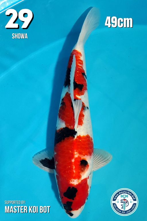 Lelang Koi Online, Jual Beli Ikan Koi, Pusat Jual Beli Koi, Info Lelang Koi Hari Ini, Platform Jual Beli Koi, Jual Beli Ikan Koi Online, Marketplace Ikan Koi, Jual Koi Terbaik, Tempat Beli Koi Berkualitas, Pasar Ikan Koi Online Terpercaya, Penjual Ikan Koi Terpercaya, Beli Koi Hias Online, Ikan Koi untuk Dijual, Koi Kualitas Terbaik, Toko Online Ikan Koi, Koi Hias Untuk Dijual, Jual Beli Ikan Koi Lokal, Koi Indonesia Online, Pusat Jual Beli Koi Terbesar