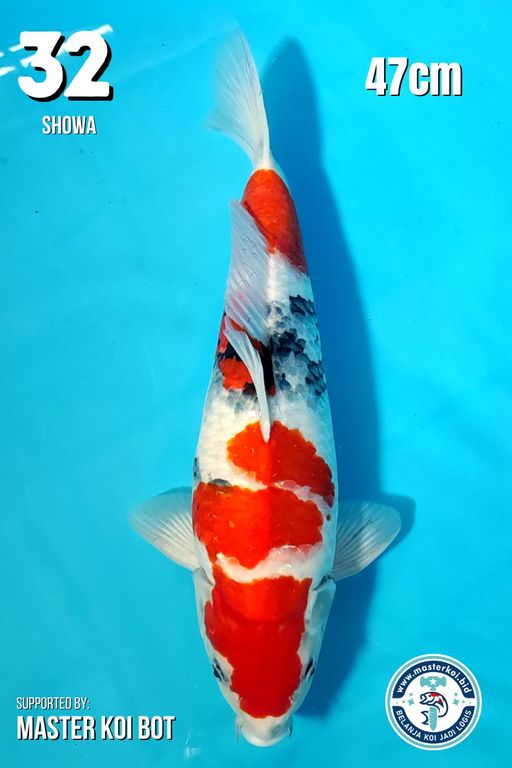 Lelang Koi Online, Jual Beli Ikan Koi, Pusat Jual Beli Koi, Info Lelang Koi Hari Ini, Platform Jual Beli Koi, Jual Beli Ikan Koi Online, Marketplace Ikan Koi, Jual Koi Terbaik, Tempat Beli Koi Berkualitas, Pasar Ikan Koi Online Terpercaya, Penjual Ikan Koi Terpercaya, Beli Koi Hias Online, Ikan Koi untuk Dijual, Koi Kualitas Terbaik, Toko Online Ikan Koi, Koi Hias Untuk Dijual, Jual Beli Ikan Koi Lokal, Koi Indonesia Online, Pusat Jual Beli Koi Terbesar