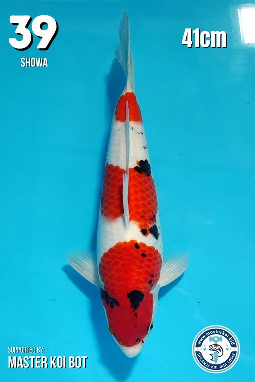 Lelang Koi Online, Jual Beli Ikan Koi, Pusat Jual Beli Koi, Info Lelang Koi Hari Ini, Platform Jual Beli Koi, Jual Beli Ikan Koi Online, Marketplace Ikan Koi, Jual Koi Terbaik, Tempat Beli Koi Berkualitas, Pasar Ikan Koi Online Terpercaya, Penjual Ikan Koi Terpercaya, Beli Koi Hias Online, Ikan Koi untuk Dijual, Koi Kualitas Terbaik, Toko Online Ikan Koi, Koi Hias Untuk Dijual, Jual Beli Ikan Koi Lokal, Koi Indonesia Online, Pusat Jual Beli Koi Terbesar