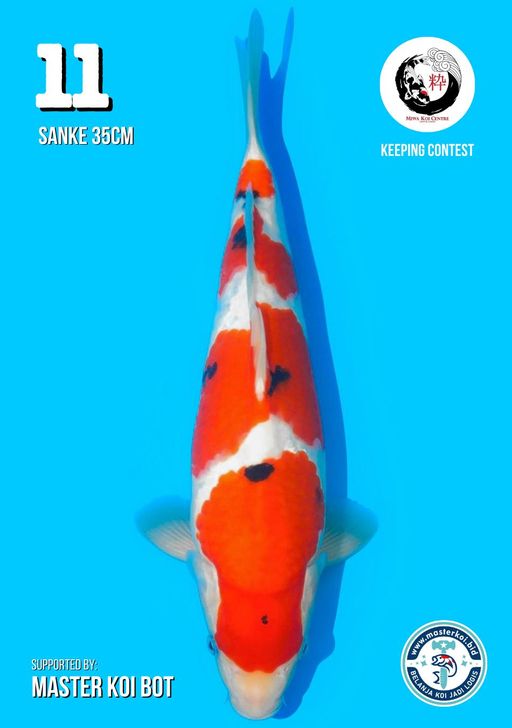 Lelang Koi Online, Jual Beli Ikan Koi, Pusat Jual Beli Koi, Info Lelang Koi Hari Ini, Platform Jual Beli Koi, Jual Beli Ikan Koi Online, Marketplace Ikan Koi, Jual Koi Terbaik, Tempat Beli Koi Berkualitas, Pasar Ikan Koi Online Terpercaya, Penjual Ikan Koi Terpercaya, Beli Koi Hias Online, Ikan Koi untuk Dijual, Koi Kualitas Terbaik, Toko Online Ikan Koi, Koi Hias Untuk Dijual, Jual Beli Ikan Koi Lokal, Koi Indonesia Online, Pusat Jual Beli Koi Terbesar