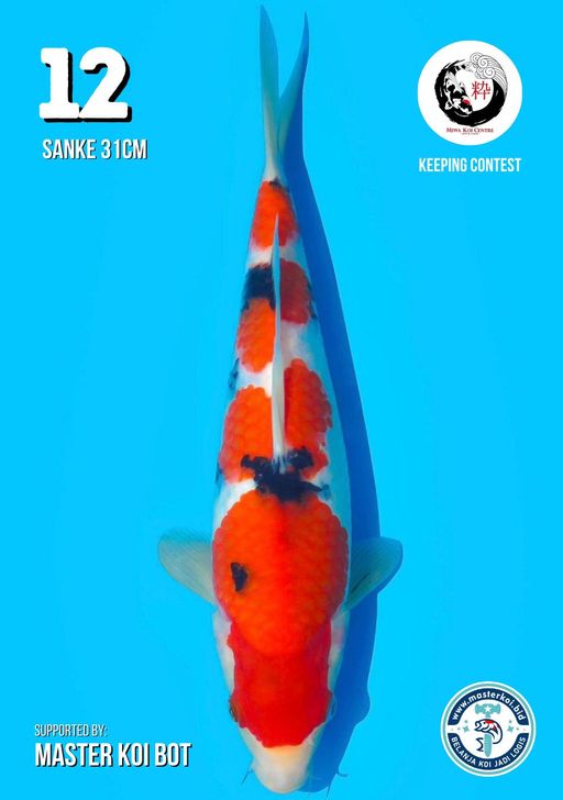 Lelang Koi Online, Jual Beli Ikan Koi, Pusat Jual Beli Koi, Info Lelang Koi Hari Ini, Platform Jual Beli Koi, Jual Beli Ikan Koi Online, Marketplace Ikan Koi, Jual Koi Terbaik, Tempat Beli Koi Berkualitas, Pasar Ikan Koi Online Terpercaya, Penjual Ikan Koi Terpercaya, Beli Koi Hias Online, Ikan Koi untuk Dijual, Koi Kualitas Terbaik, Toko Online Ikan Koi, Koi Hias Untuk Dijual, Jual Beli Ikan Koi Lokal, Koi Indonesia Online, Pusat Jual Beli Koi Terbesar