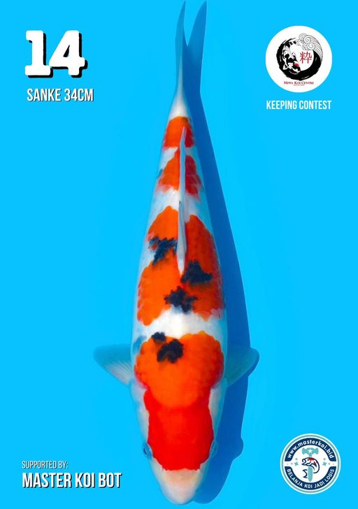 Lelang Koi Online, Jual Beli Ikan Koi, Pusat Jual Beli Koi, Info Lelang Koi Hari Ini, Platform Jual Beli Koi, Jual Beli Ikan Koi Online, Marketplace Ikan Koi, Jual Koi Terbaik, Tempat Beli Koi Berkualitas, Pasar Ikan Koi Online Terpercaya, Penjual Ikan Koi Terpercaya, Beli Koi Hias Online, Ikan Koi untuk Dijual, Koi Kualitas Terbaik, Toko Online Ikan Koi, Koi Hias Untuk Dijual, Jual Beli Ikan Koi Lokal, Koi Indonesia Online, Pusat Jual Beli Koi Terbesar