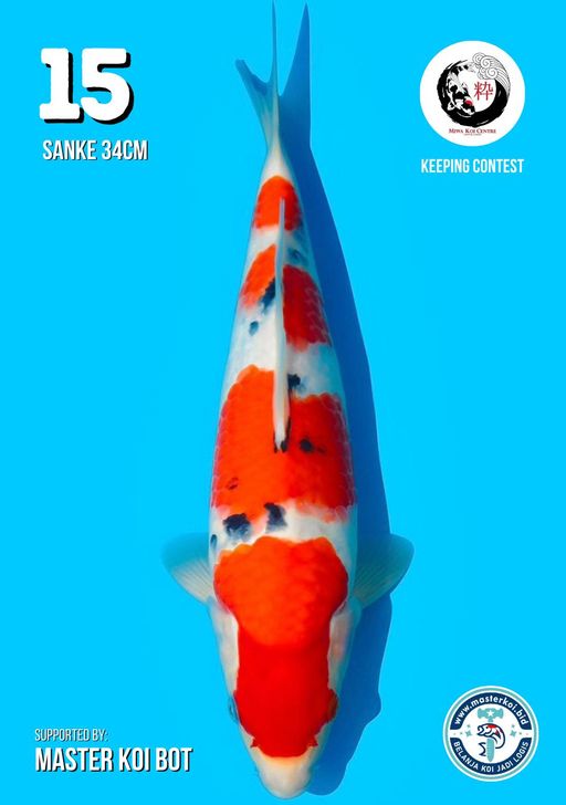 Lelang Koi Online, Jual Beli Ikan Koi, Pusat Jual Beli Koi, Info Lelang Koi Hari Ini, Platform Jual Beli Koi, Jual Beli Ikan Koi Online, Marketplace Ikan Koi, Jual Koi Terbaik, Tempat Beli Koi Berkualitas, Pasar Ikan Koi Online Terpercaya, Penjual Ikan Koi Terpercaya, Beli Koi Hias Online, Ikan Koi untuk Dijual, Koi Kualitas Terbaik, Toko Online Ikan Koi, Koi Hias Untuk Dijual, Jual Beli Ikan Koi Lokal, Koi Indonesia Online, Pusat Jual Beli Koi Terbesar