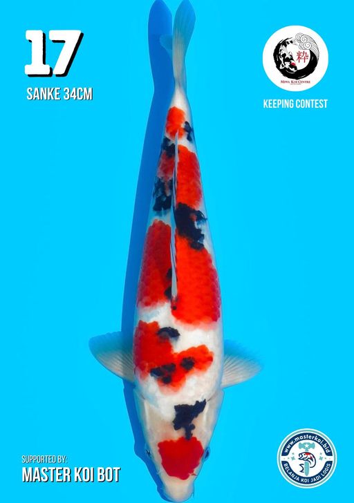 Lelang Koi Online, Jual Beli Ikan Koi, Pusat Jual Beli Koi, Info Lelang Koi Hari Ini, Platform Jual Beli Koi, Jual Beli Ikan Koi Online, Marketplace Ikan Koi, Jual Koi Terbaik, Tempat Beli Koi Berkualitas, Pasar Ikan Koi Online Terpercaya, Penjual Ikan Koi Terpercaya, Beli Koi Hias Online, Ikan Koi untuk Dijual, Koi Kualitas Terbaik, Toko Online Ikan Koi, Koi Hias Untuk Dijual, Jual Beli Ikan Koi Lokal, Koi Indonesia Online, Pusat Jual Beli Koi Terbesar