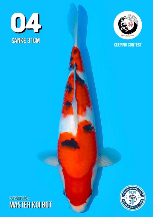 Lelang Koi Online, Jual Beli Ikan Koi, Pusat Jual Beli Koi, Info Lelang Koi Hari Ini, Platform Jual Beli Koi, Jual Beli Ikan Koi Online, Marketplace Ikan Koi, Jual Koi Terbaik, Tempat Beli Koi Berkualitas, Pasar Ikan Koi Online Terpercaya, Penjual Ikan Koi Terpercaya, Beli Koi Hias Online, Ikan Koi untuk Dijual, Koi Kualitas Terbaik, Toko Online Ikan Koi, Koi Hias Untuk Dijual, Jual Beli Ikan Koi Lokal, Koi Indonesia Online, Pusat Jual Beli Koi Terbesar