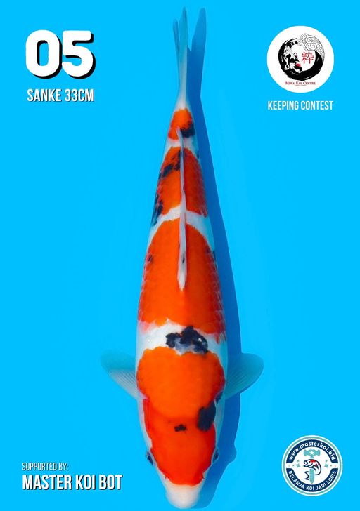 Lelang Koi Online, Jual Beli Ikan Koi, Pusat Jual Beli Koi, Info Lelang Koi Hari Ini, Platform Jual Beli Koi, Jual Beli Ikan Koi Online, Marketplace Ikan Koi, Jual Koi Terbaik, Tempat Beli Koi Berkualitas, Pasar Ikan Koi Online Terpercaya, Penjual Ikan Koi Terpercaya, Beli Koi Hias Online, Ikan Koi untuk Dijual, Koi Kualitas Terbaik, Toko Online Ikan Koi, Koi Hias Untuk Dijual, Jual Beli Ikan Koi Lokal, Koi Indonesia Online, Pusat Jual Beli Koi Terbesar