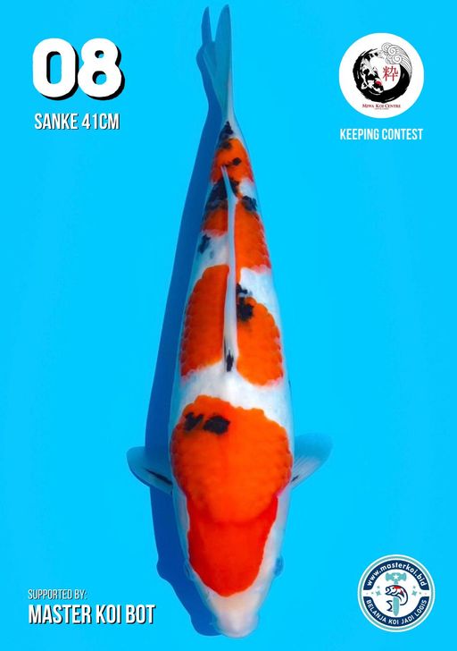 Lelang Koi Online, Jual Beli Ikan Koi, Pusat Jual Beli Koi, Info Lelang Koi Hari Ini, Platform Jual Beli Koi, Jual Beli Ikan Koi Online, Marketplace Ikan Koi, Jual Koi Terbaik, Tempat Beli Koi Berkualitas, Pasar Ikan Koi Online Terpercaya, Penjual Ikan Koi Terpercaya, Beli Koi Hias Online, Ikan Koi untuk Dijual, Koi Kualitas Terbaik, Toko Online Ikan Koi, Koi Hias Untuk Dijual, Jual Beli Ikan Koi Lokal, Koi Indonesia Online, Pusat Jual Beli Koi Terbesar