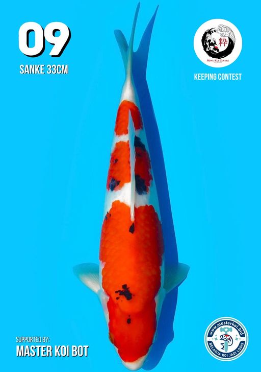 Lelang Koi Online, Jual Beli Ikan Koi, Pusat Jual Beli Koi, Info Lelang Koi Hari Ini, Platform Jual Beli Koi, Jual Beli Ikan Koi Online, Marketplace Ikan Koi, Jual Koi Terbaik, Tempat Beli Koi Berkualitas, Pasar Ikan Koi Online Terpercaya, Penjual Ikan Koi Terpercaya, Beli Koi Hias Online, Ikan Koi untuk Dijual, Koi Kualitas Terbaik, Toko Online Ikan Koi, Koi Hias Untuk Dijual, Jual Beli Ikan Koi Lokal, Koi Indonesia Online, Pusat Jual Beli Koi Terbesar