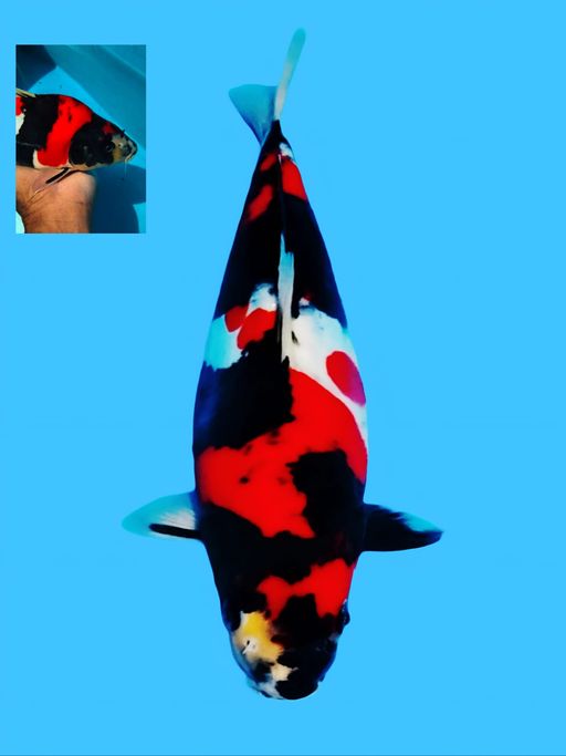Lelang Koi Online, Jual Beli Ikan Koi, Pusat Jual Beli Koi, Info Lelang Koi Hari Ini, Platform Jual Beli Koi, Jual Beli Ikan Koi Online, Marketplace Ikan Koi, Jual Koi Terbaik, Tempat Beli Koi Berkualitas, Pasar Ikan Koi Online Terpercaya, Penjual Ikan Koi Terpercaya, Beli Koi Hias Online, Ikan Koi untuk Dijual, Koi Kualitas Terbaik, Toko Online Ikan Koi, Koi Hias Untuk Dijual, Jual Beli Ikan Koi Lokal, Koi Indonesia Online, Pusat Jual Beli Koi Terbesar