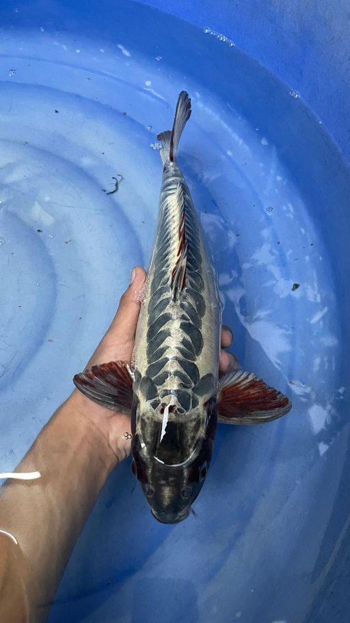 Lelang Koi Online, Jual Beli Ikan Koi, Pusat Jual Beli Koi, Info Lelang Koi Hari Ini, Platform Jual Beli Koi, Jual Beli Ikan Koi Online, Marketplace Ikan Koi, Jual Koi Terbaik, Tempat Beli Koi Berkualitas, Pasar Ikan Koi Online Terpercaya, Penjual Ikan Koi Terpercaya, Beli Koi Hias Online, Ikan Koi untuk Dijual, Koi Kualitas Terbaik, Toko Online Ikan Koi, Koi Hias Untuk Dijual, Jual Beli Ikan Koi Lokal, Koi Indonesia Online, Pusat Jual Beli Koi Terbesar