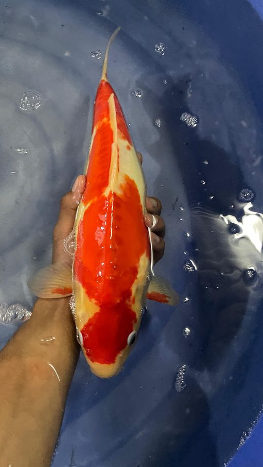 Lelang Koi Online, Jual Beli Ikan Koi, Pusat Jual Beli Koi, Info Lelang Koi Hari Ini, Platform Jual Beli Koi, Jual Beli Ikan Koi Online, Marketplace Ikan Koi, Jual Koi Terbaik, Tempat Beli Koi Berkualitas, Pasar Ikan Koi Online Terpercaya, Penjual Ikan Koi Terpercaya, Beli Koi Hias Online, Ikan Koi untuk Dijual, Koi Kualitas Terbaik, Toko Online Ikan Koi, Koi Hias Untuk Dijual, Jual Beli Ikan Koi Lokal, Koi Indonesia Online, Pusat Jual Beli Koi Terbesar