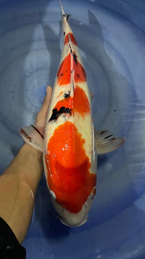 Lelang Koi Online, Jual Beli Ikan Koi, Pusat Jual Beli Koi, Info Lelang Koi Hari Ini, Platform Jual Beli Koi, Jual Beli Ikan Koi Online, Marketplace Ikan Koi, Jual Koi Terbaik, Tempat Beli Koi Berkualitas, Pasar Ikan Koi Online Terpercaya, Penjual Ikan Koi Terpercaya, Beli Koi Hias Online, Ikan Koi untuk Dijual, Koi Kualitas Terbaik, Toko Online Ikan Koi, Koi Hias Untuk Dijual, Jual Beli Ikan Koi Lokal, Koi Indonesia Online, Pusat Jual Beli Koi Terbesar