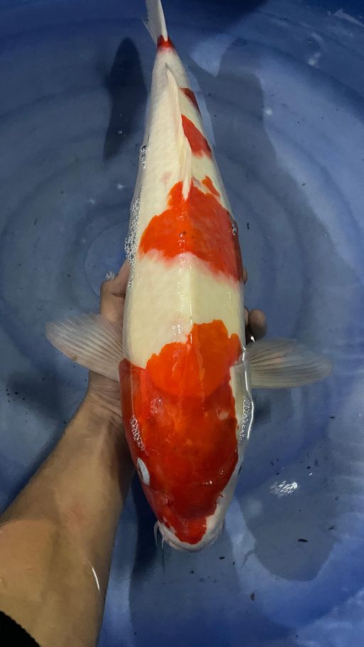 Lelang Koi Online, Jual Beli Ikan Koi, Pusat Jual Beli Koi, Info Lelang Koi Hari Ini, Platform Jual Beli Koi, Jual Beli Ikan Koi Online, Marketplace Ikan Koi, Jual Koi Terbaik, Tempat Beli Koi Berkualitas, Pasar Ikan Koi Online Terpercaya, Penjual Ikan Koi Terpercaya, Beli Koi Hias Online, Ikan Koi untuk Dijual, Koi Kualitas Terbaik, Toko Online Ikan Koi, Koi Hias Untuk Dijual, Jual Beli Ikan Koi Lokal, Koi Indonesia Online, Pusat Jual Beli Koi Terbesar