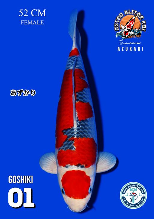 Lelang Koi Online, Jual Beli Ikan Koi, Pusat Jual Beli Koi, Info Lelang Koi Hari Ini, Platform Jual Beli Koi, Jual Beli Ikan Koi Online, Marketplace Ikan Koi, Jual Koi Terbaik, Tempat Beli Koi Berkualitas, Pasar Ikan Koi Online Terpercaya, Penjual Ikan Koi Terpercaya, Beli Koi Hias Online, Ikan Koi untuk Dijual, Koi Kualitas Terbaik, Toko Online Ikan Koi, Koi Hias Untuk Dijual, Jual Beli Ikan Koi Lokal, Koi Indonesia Online, Pusat Jual Beli Koi Terbesar