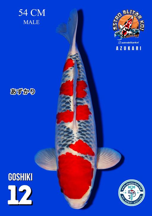 Lelang Koi Online, Jual Beli Ikan Koi, Pusat Jual Beli Koi, Info Lelang Koi Hari Ini, Platform Jual Beli Koi, Jual Beli Ikan Koi Online, Marketplace Ikan Koi, Jual Koi Terbaik, Tempat Beli Koi Berkualitas, Pasar Ikan Koi Online Terpercaya, Penjual Ikan Koi Terpercaya, Beli Koi Hias Online, Ikan Koi untuk Dijual, Koi Kualitas Terbaik, Toko Online Ikan Koi, Koi Hias Untuk Dijual, Jual Beli Ikan Koi Lokal, Koi Indonesia Online, Pusat Jual Beli Koi Terbesar