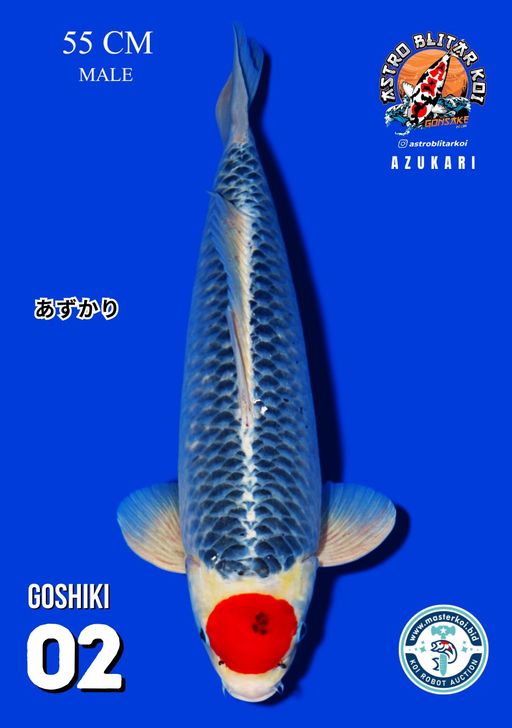 Lelang Koi Online, Jual Beli Ikan Koi, Pusat Jual Beli Koi, Info Lelang Koi Hari Ini, Platform Jual Beli Koi, Jual Beli Ikan Koi Online, Marketplace Ikan Koi, Jual Koi Terbaik, Tempat Beli Koi Berkualitas, Pasar Ikan Koi Online Terpercaya, Penjual Ikan Koi Terpercaya, Beli Koi Hias Online, Ikan Koi untuk Dijual, Koi Kualitas Terbaik, Toko Online Ikan Koi, Koi Hias Untuk Dijual, Jual Beli Ikan Koi Lokal, Koi Indonesia Online, Pusat Jual Beli Koi Terbesar