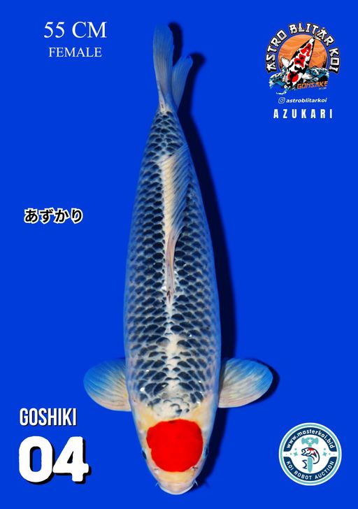 Lelang Koi Online, Jual Beli Ikan Koi, Pusat Jual Beli Koi, Info Lelang Koi Hari Ini, Platform Jual Beli Koi, Jual Beli Ikan Koi Online, Marketplace Ikan Koi, Jual Koi Terbaik, Tempat Beli Koi Berkualitas, Pasar Ikan Koi Online Terpercaya, Penjual Ikan Koi Terpercaya, Beli Koi Hias Online, Ikan Koi untuk Dijual, Koi Kualitas Terbaik, Toko Online Ikan Koi, Koi Hias Untuk Dijual, Jual Beli Ikan Koi Lokal, Koi Indonesia Online, Pusat Jual Beli Koi Terbesar